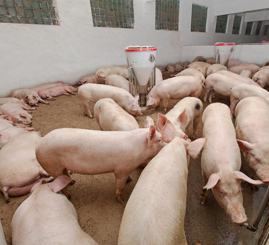Russia appeal World Trade Organisation ruling on EU pork import ban