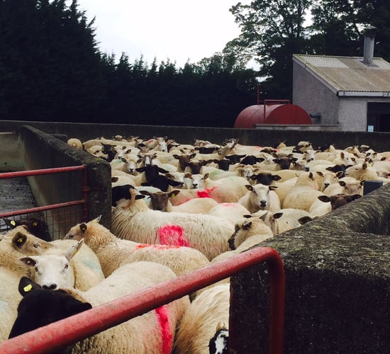 Department warns of high liver fluke risk after heavy rain fall