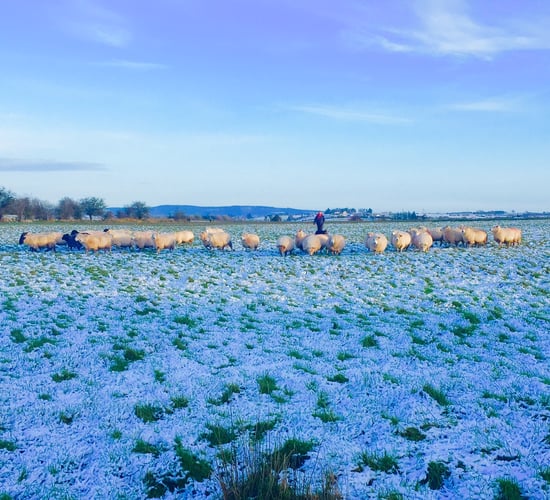 Strong gusts and snow promised as Met Eireann issues 3 warnings