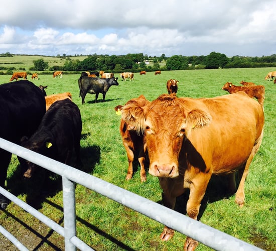 'The cost of keeping a suckler cow is driving farmers to get out'