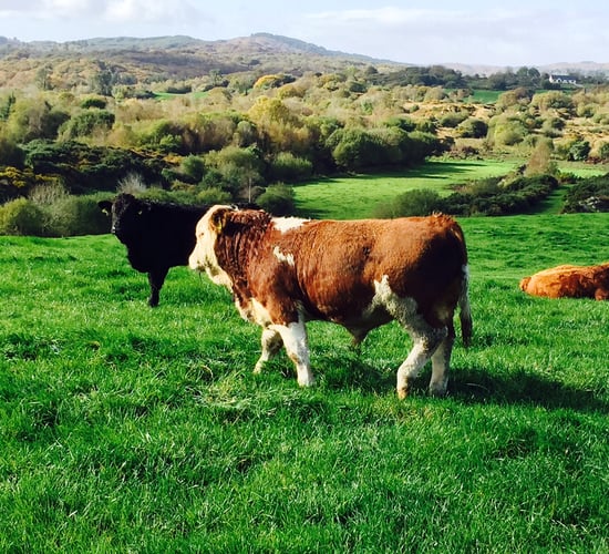 Advice for farmers castrating males this spring