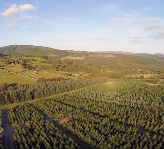 Video: Great footage of the view over a Christmas tree farm