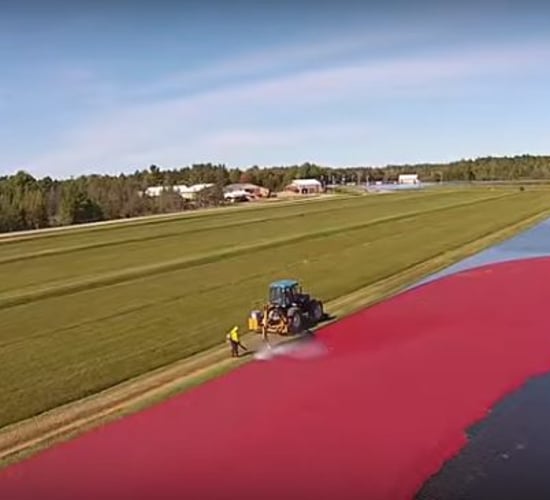 Video: Ever wondered what a 320ac cranberry harvest looks like?