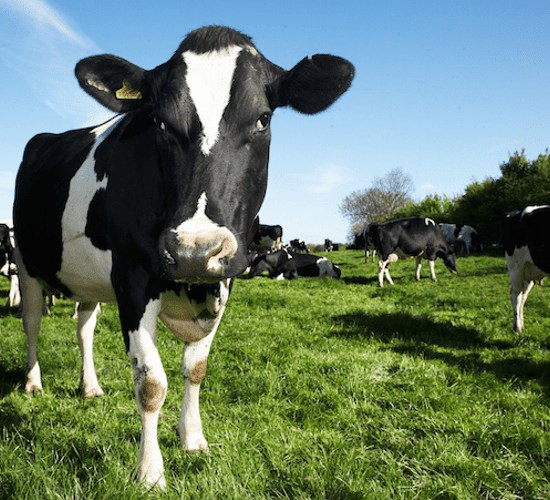 12 months on from milk quotas - what's changed?