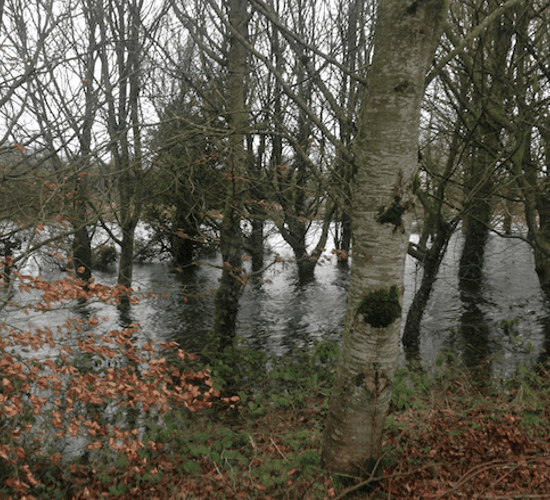 €1,700/hectare available to land owners who had forests damaged due to storms