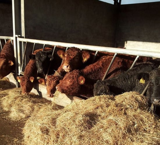 Factors to consider this winter in order to achieve a margin from your weanlings