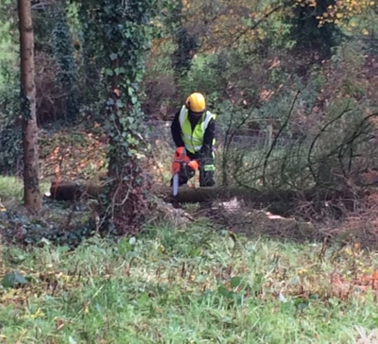Know how to risk assess a tree and how to operate a chainsaw properly?