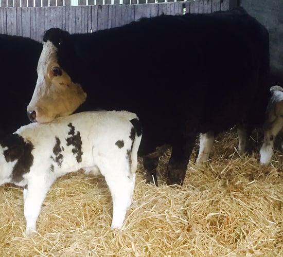Three things you must get right when feeding autumn-calving cows this winter