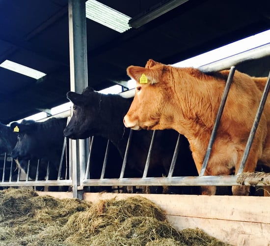 Falling into a slurry tank and living to tell the tale: One man's story