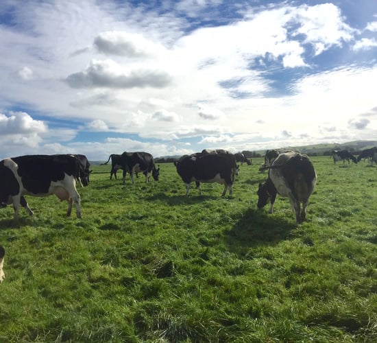 Meet the dairy farmer planning to milk 170 cows with no farming background