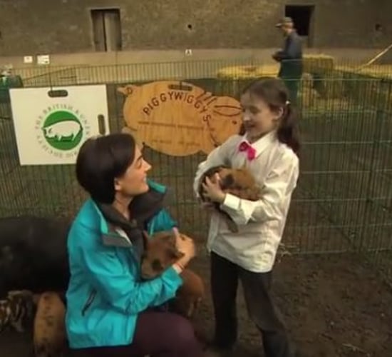 Video: Pigs and a playschool on a dairy farm feature on Ear to the Ground