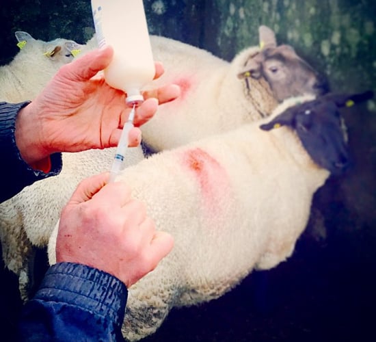 'Deciding not to vaccinate ewes is an unacceptable risk to take'