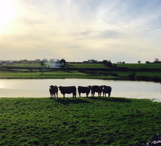 First GLAS payments out to farmers
