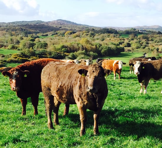 Heifer prices up by €16/head in June - increase worth over €600,000 to farmers