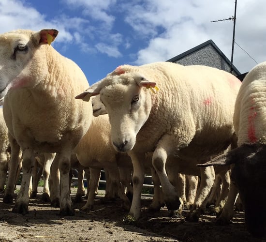 €30 per ewe needed in Sheep Welfare Scheme - Canney