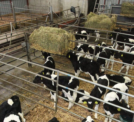 Dairy advice: Achieving optimal rumen development