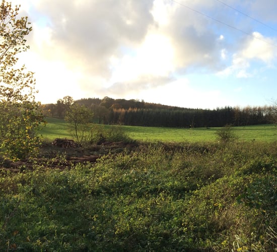 Hayes called on to refund farmers over 'incorrectly recouped' forestry payments