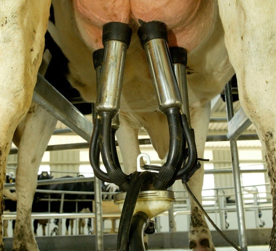 Huge increase in November milk supplies compared to 2014