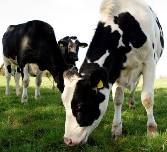 Opinion: Irish agriculture is on the front foot, at last