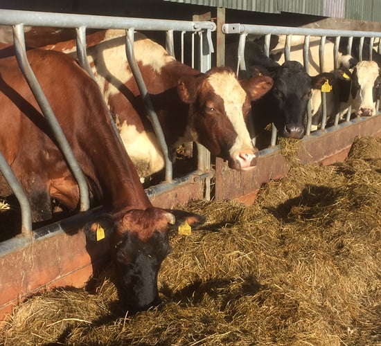 'Potential to double the average milk solids production of all Irish dairy cows'