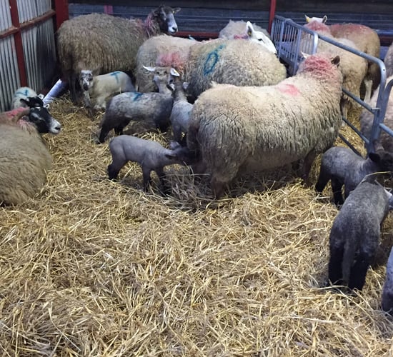 'Cheap rations in late pregnancy are not always the best option for sheep'