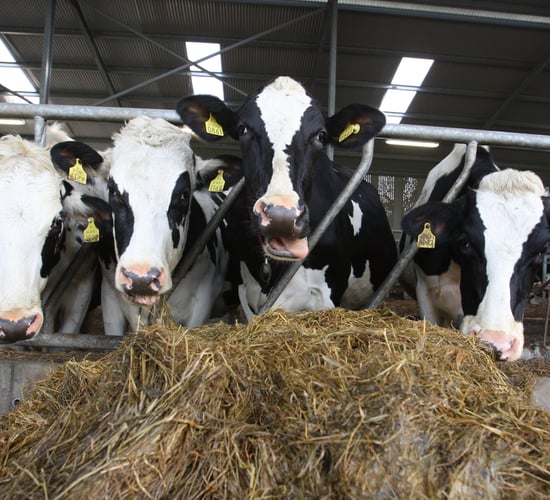 Clarification of milk yield concerns under TB compensation scheme welcomed