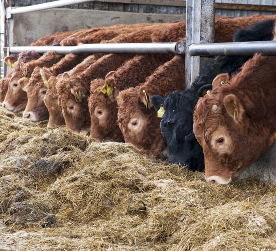 Northern Ireland's store cattle exports almost reached £10m last year