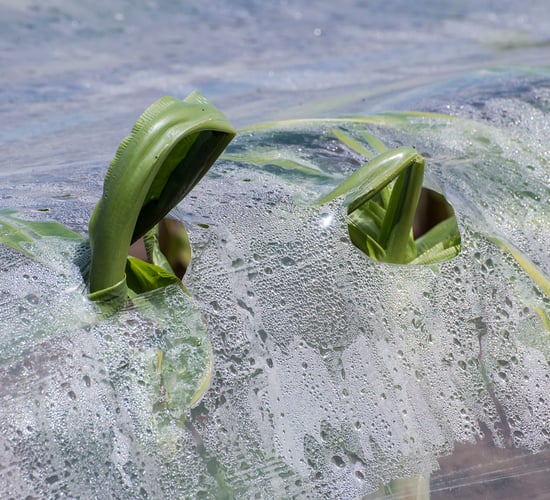 Maize crops get off to a 'strong start' following good May weather