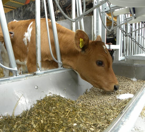 Have you got all the essentials for calving this year?