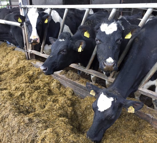 Young farmers along the border 'very much in the dark' on Brexit