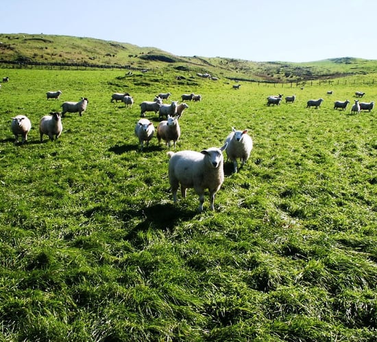 Sheep management: Getting to grips with liver fluke