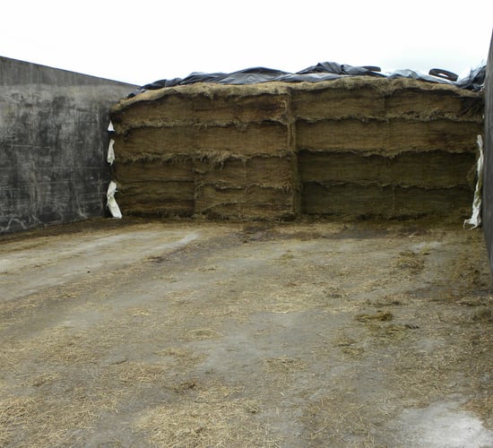 Dairy advice: Ensuring your fodder supplies last the winter