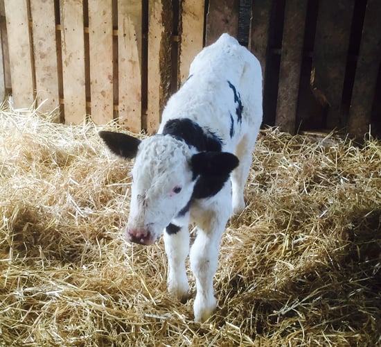 Coccidiosis poses a major risk for calves: How do you avoid it?