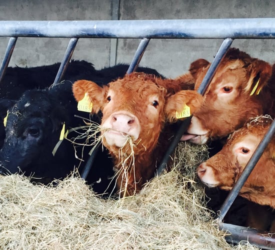 The Department received over 8,000 new herd number applications in 2015