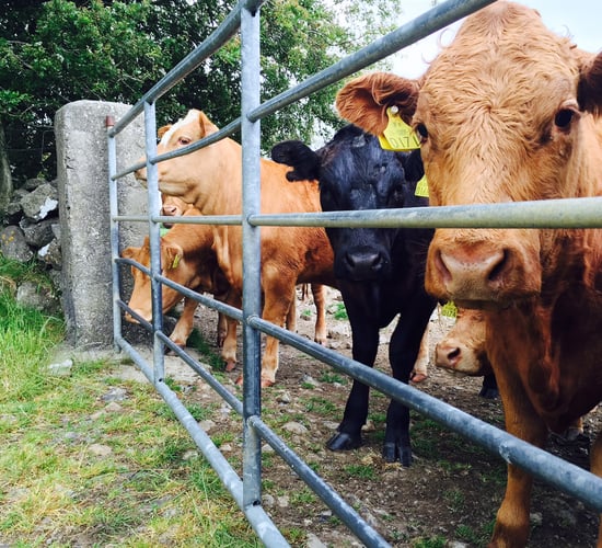 Irish beef exports to the US may still top €100m