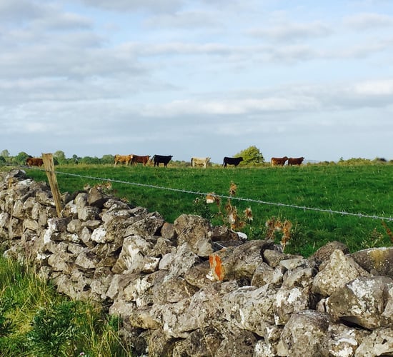 Slight increase in cattle throughput but supplies still remain tight