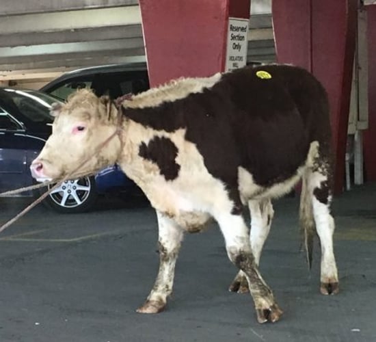 Tweets: Cow escapes abattoir - takes to the streets of New York