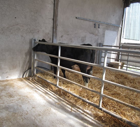 Lameness: Key areas to consider before calving kicks off