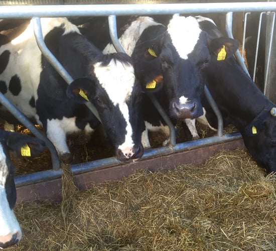 Collaborative farming can help address labour shortages
