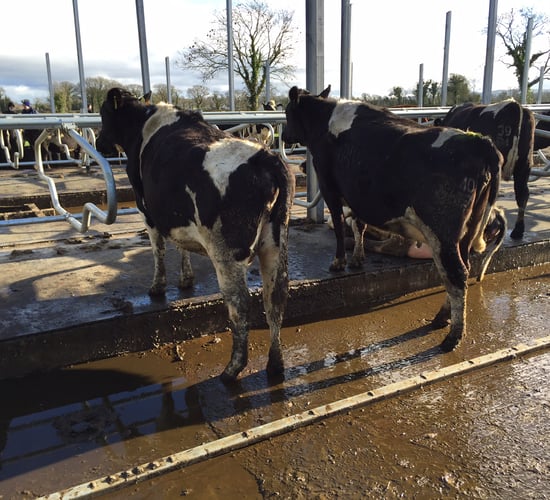 'Farmers underestimate the cost of lameness' - hoof trimmer