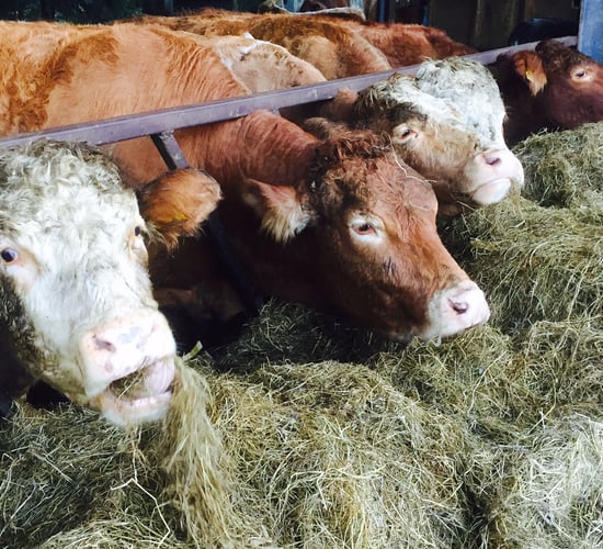 Mad Cow Disease (BSE) detected in Spain