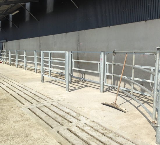 Equal use of bulls across herd a 'critical element' in breeding - ICBF