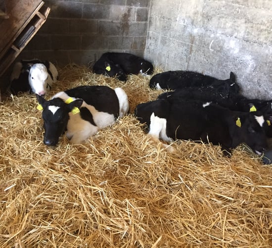 Calving statistics: How does your herd compare?
