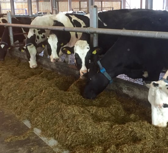 Net profits fall by €94/cow on Teagasc/Glanbia monitor farms in 2015