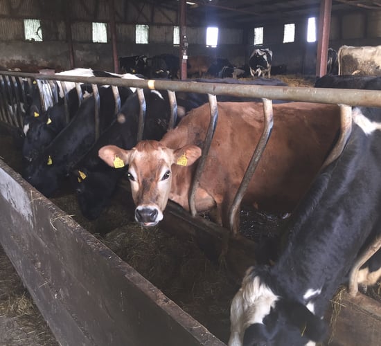 'Budgets should be the cornerstone of every dairy business'