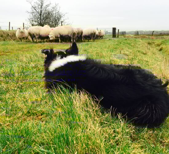 Dog control out of hand on Dublin Mountains