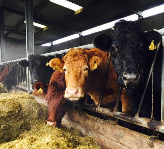 Fodder Survey: 'North West' farms tight for winter feed