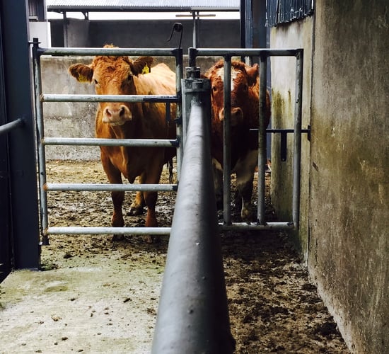 O Cuiv calls for TB testing reprieve for flooded farmers