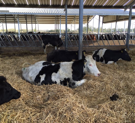 Pics: The farm that swapped a 350 bull-beef enterprise for 230 dairy cows