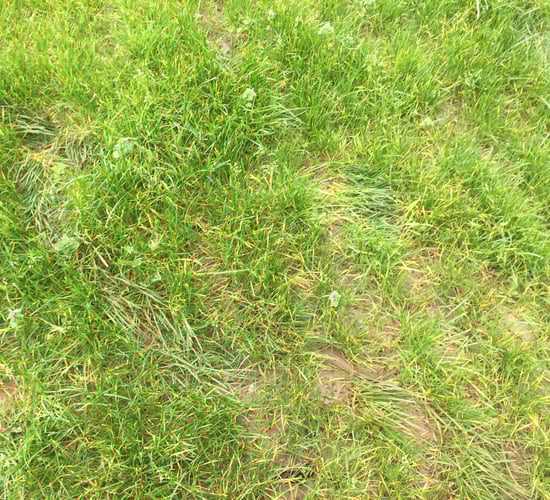 Reseeding this spring? There is more to consider than just sowing seed